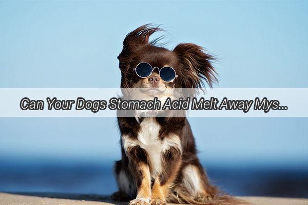 Can Your Dogs Stomach Acid Melt Away Mysteries A Gastrointestinal Adventure